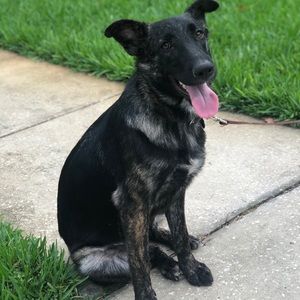 Meet your Posher, Brady